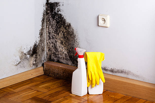 Best Black Mold Removal  in Old Fig Garden, CA